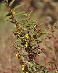 Chamaecrista glandulosa