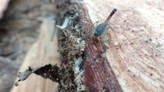 Centruroides meridionalis