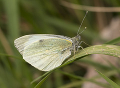 Pieris brassicae