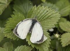 Pieris brassicae