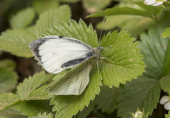 Pieris brassicae