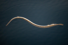 Hydrophis lapemoides