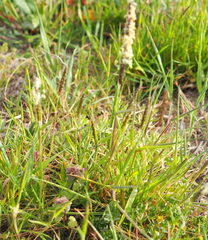 Alopecurus myosuroides