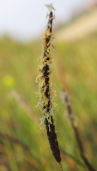 Alopecurus myosuroides