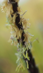 Alopecurus myosuroides