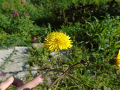 Sonchus asper glaucescens
