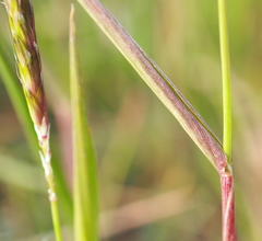 Alopecurus myosuroides