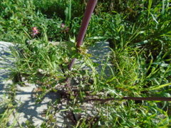 Sonchus asper glaucescens