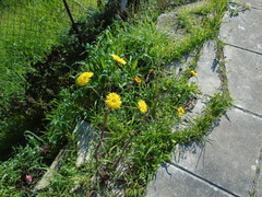 Sonchus asper glaucescens