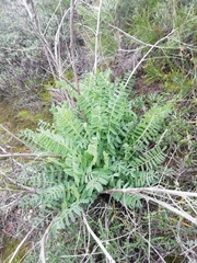 Astragalus alopecuroides