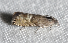 Sereda tautana