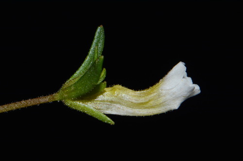 Image of Gratiola quartermaniae by (c) Brian Finzel, some rights reserved (CC BY-SA)