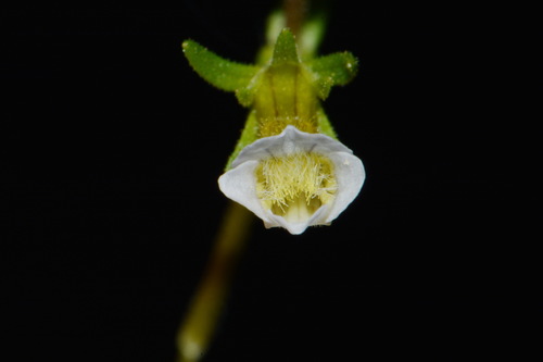 Image of Gratiola quartermaniae by (c) Brian Finzel, some rights reserved (CC BY-SA)