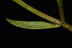 Gratiola quartermaniae