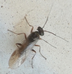 Macroxyela ferruginea