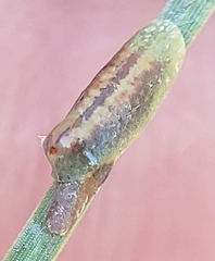 Toumeyella parvicornis