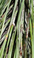 Toumeyella parvicornis