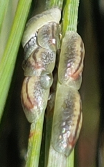 Toumeyella parvicornis