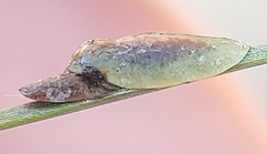 Toumeyella parvicornis