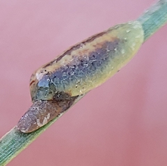 Toumeyella parvicornis