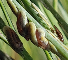 Toumeyella parvicornis