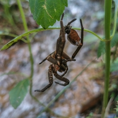 Ancylometes concolor