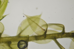 Imbribryum subapiculatum
