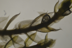 Imbribryum subapiculatum