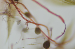 Imbribryum subapiculatum