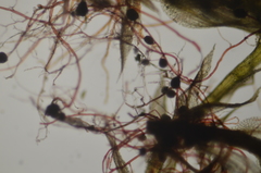 Imbribryum subapiculatum