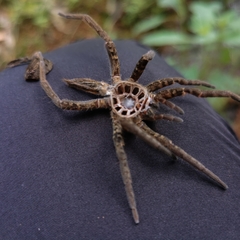Ancylometes concolor