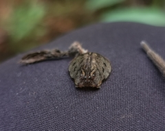 Ancylometes concolor