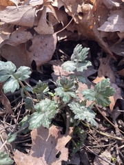 Hydrophyllum appendiculatum