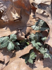 Hydrophyllum appendiculatum