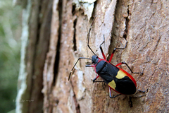 Dysdercus albofasciatus