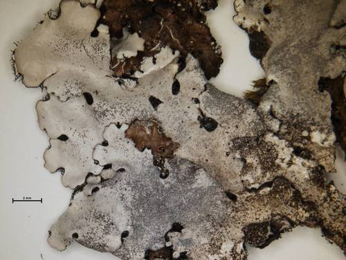 Stangrioji parmelina nuotrauka