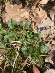 Potentilla indica