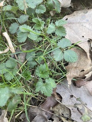 Potentilla indica