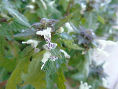 Lamium bifidum