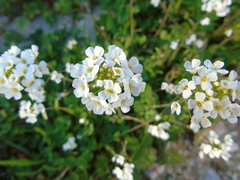 Capsella grandiflora