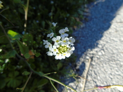 Capsella grandiflora