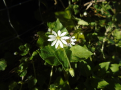Stellaria cupaniana