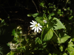 Stellaria cupaniana
