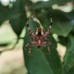 Araneus horizonte