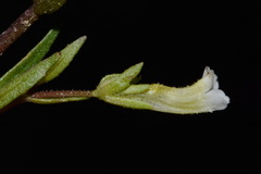 Gratiola quartermaniae