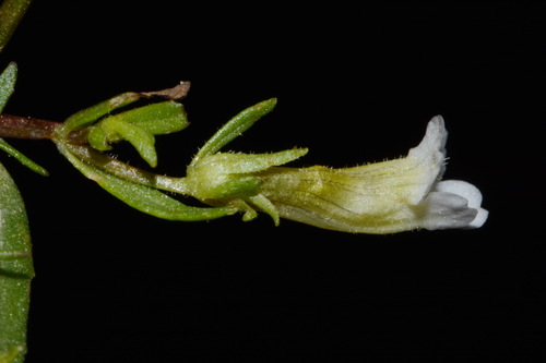 Image of Gratiola quartermaniae by (c) Brian Finzel, some rights reserved (CC BY-SA)