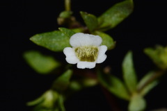 Gratiola quartermaniae