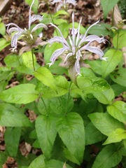 Monarda bradburiana
