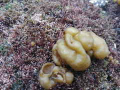 Leathesia marina