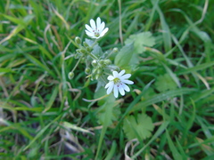 Stellaria cupaniana